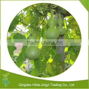 2016 New Crop Wholesale Dry Kanpyo thumbnail-2