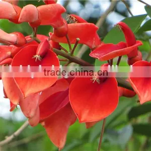 Erythrina Crista-galliLinn. thumbnail-4
