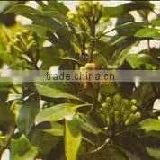 CLOVE LEAF OIL thumbnail-1