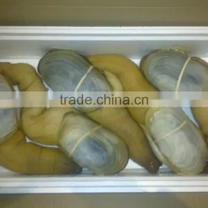 Live Geoduck (canadian) thumbnail-1