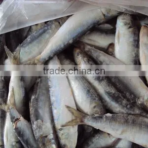 Frozen Sardine Fish for Canning thumbnail-1