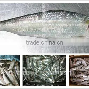 New Organic Sardine thumbnail-1