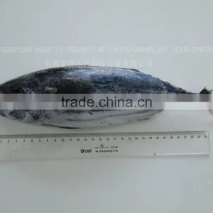 Frozen Bonito Fish for Sale thumbnail-1