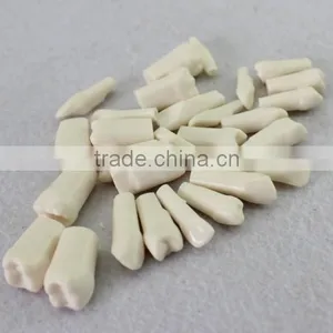 Permanent Teeth SC8008-4 thumbnail-1