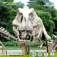 Life Size Dinosaur Skeleton Specimen thumbnail-1