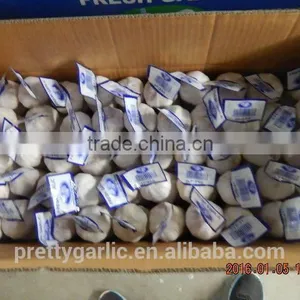 GARLIC thumbnail-2