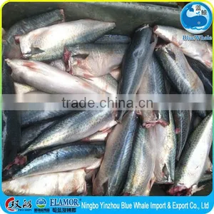 Frozen Pacific Mackerel HGT thumbnail-3