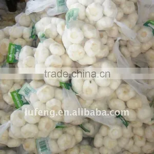 Shandong Jinxiang Garlic thumbnail-1