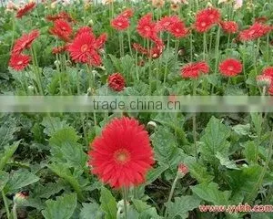 Fresh Cut Flowers Gerbera Flower From Kunming Yunnan in China thumbnail-5
