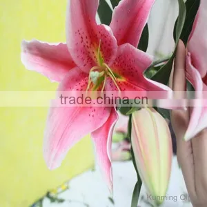 Yunnan Kunming Cut Flowers Oriental Hybrid Lily thumbnail-1