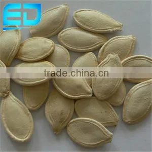 Shine Skin Pumpkin Seed Kernel (Shelled) thumbnail-1