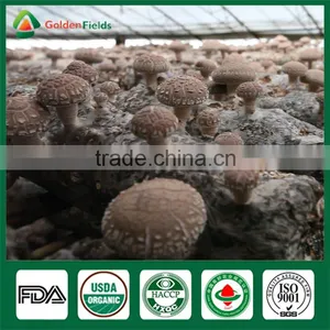 Shiitake Mushroom Seed,Shiitake Spawn,Mushroom Export Price thumbnail-5