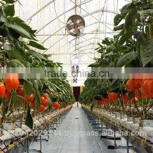 Multi Span Greenhouse for Hydroponics and Irrigation Systems thumbnail-1