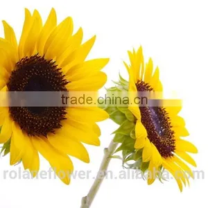 Mother's Day Fresh Cut Yellow Sunflower Flower for Wholesale thumbnail-1