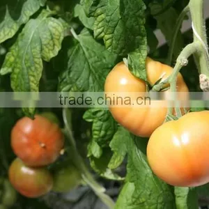 Red Color Fresh Tomato thumbnail-6