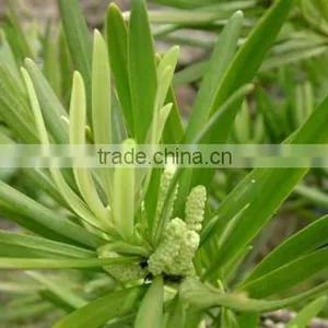 Podocarpus Neriifolius, Brown Pine thumbnail-2