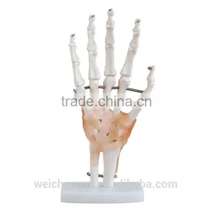 Life-Size Hand Joint Model With Ligaments thumbnail-1