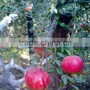 Fresh Pomegranate thumbnail-1