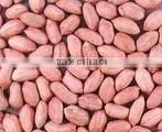 Dry Roasted Peanut Peeler Machine India Peanut Red Skin Peeling Machine For Roasted Peanut thumbnail-3
