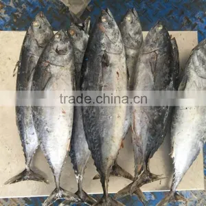 TOP Qualiyt 750g up Frozen Bonito Tuna for Market thumbnail-3