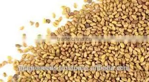 Alfalfa Seed In Forage Seed thumbnail-4