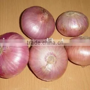 Fresh Onion Red Onion thumbnail-4