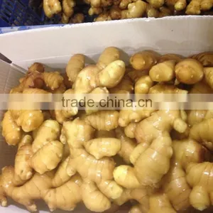 Fresh Ginger With Pvc Carton of Semi-dry Ginger thumbnail-2
