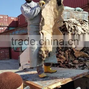 WET SALTED COW HEAD SKIN thumbnail-1