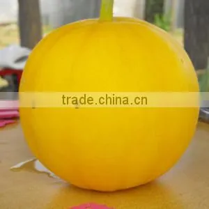 Hybrid Yellow Japanese Sweet Melon Seeds For Planting Good Flavor-East Giant F1 thumbnail-1