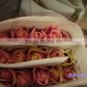 High Grade Fresh Cut Flowers Rose Wholesale From Flower Planting Base thumbnail-4