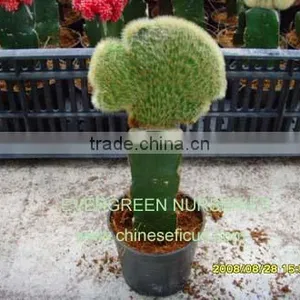 Hildewintera Aureispina F.cristata thumbnail-1