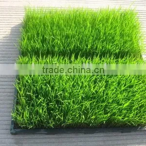 Cheap Best Sell Rice Plant Seedling Tray for Sale thumbnail-1