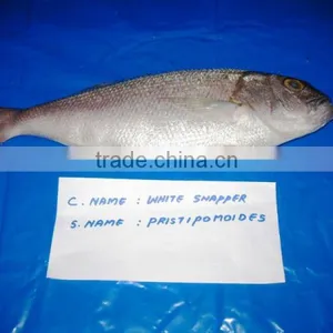 White Snapper Whole Round & Gutted thumbnail-1