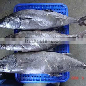 Oilfish Whole Round thumbnail-1