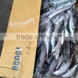 Cobia Fish of Pacific Mackerel thumbnail-1
