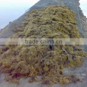Sell Gracilaria, Eucheuma Spinosum And Common Seaweeds thumbnail-1