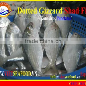 FROZEN DOTTED GIZZARD SHAD FISH W/R thumbnail-3