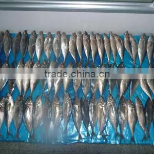 Trachurus Japnonicus Frozen Horse Mackerel Fish thumbnail-2