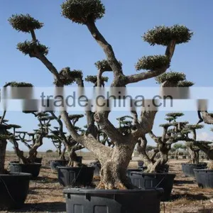 Olea Europaea "Pompon"old Skin Trunk thumbnail-3