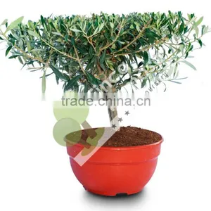 Olive Tree - Olea Europaea "Plato" in a Deco Pot thumbnail-1