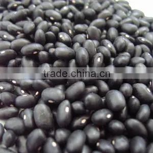HSP Small Black Kidney Bean thumbnail-1
