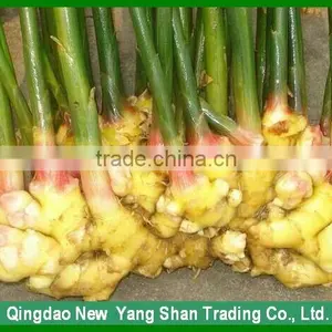 Sell Ginger In Martket Price Chinese Fresh/Dried Ginger Professional Ginger Seller thumbnail-2