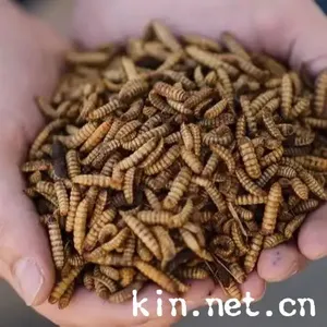Wholesale High Quality Yellow Dried Mealworms, Dried Mealworm Powder thumbnail-3