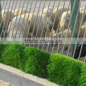 Automatic Soilless Cultivation Seeds Grains Sprouting Machine for Growing Livestock,animal,cattle,sheep Fodder thumbnail-3