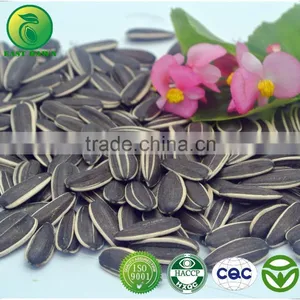 Wholesale Raw Sunflower Seeds 5009 From Chinese Sunflower Seeds thumbnail-2