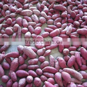 Fresh Chinese Purple Sweet Potato For Export thumbnail-5