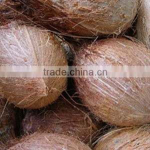 Fresh Young and Mature Coconut, King Coconut thumbnail-1