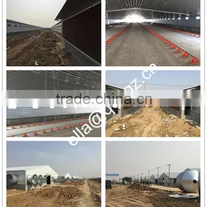 Chicken Coopand Full Automatic Operation Equipments thumbnail-3