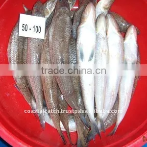 FROZEN LIZARD FISH thumbnail-1