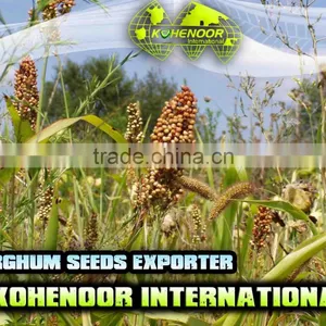 Sorghum Seeds thumbnail-1